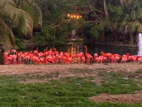 Flamingos gathered beside the water at Busch Gardens Tampa Bay