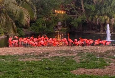 Flamingos gathered beside the water at Busch Gardens Tampa Bay
