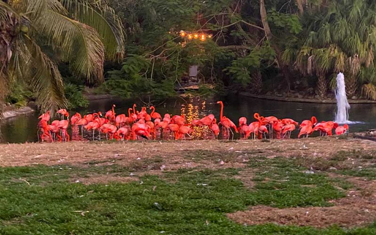 Flamingos gathered beside the water at Busch Gardens Tampa Bay