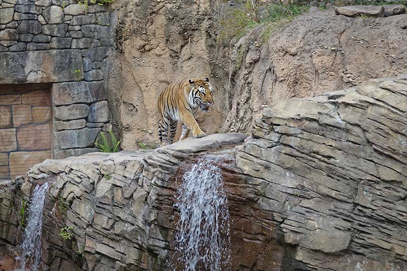 Tiger habitat at Busch Gardens Tampa Bay