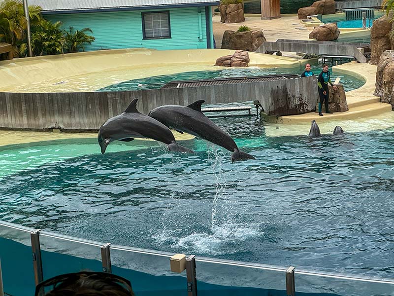 Dolphins at SeaWorld Orlando